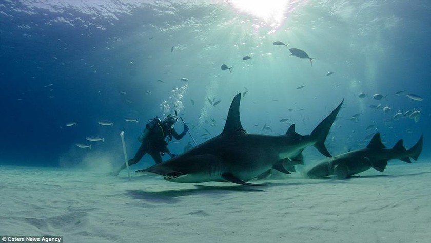 Δύτες έρχονται σε στενή επαφή με… πεινασμένους καρχαρίες! 
