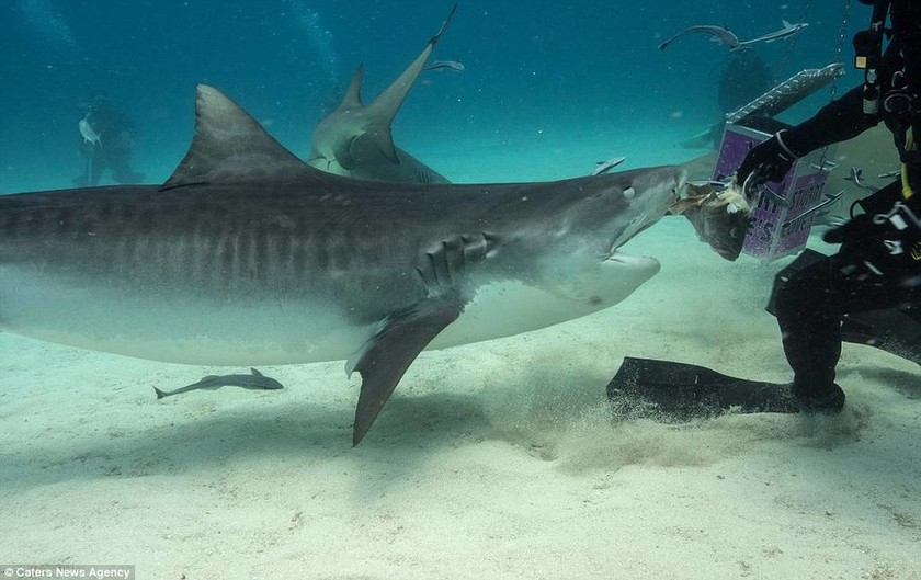 Δύτες έρχονται σε στενή επαφή με… πεινασμένους καρχαρίες! 