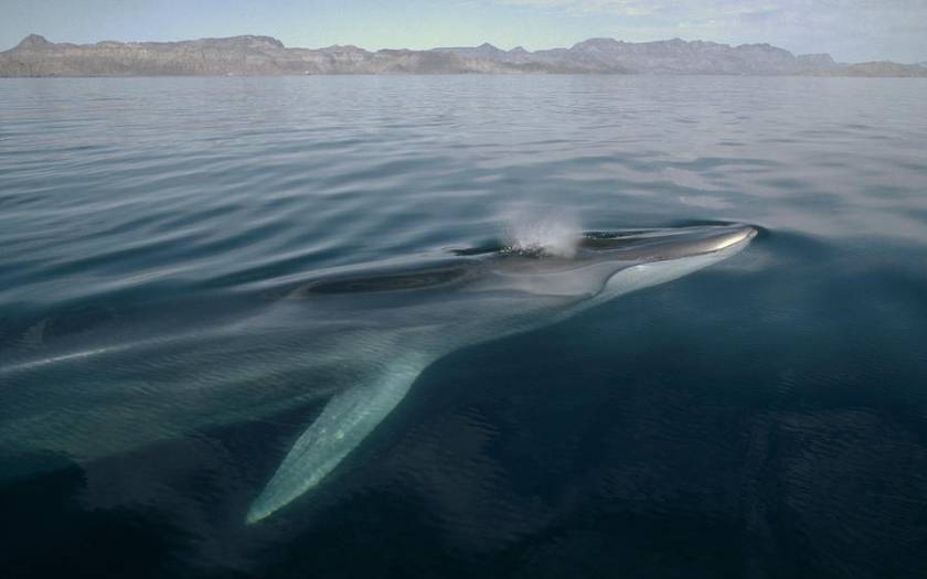 Φάλαινες εμφανίστηκαν στον Μαλλιακό Κόλπο (Pics)