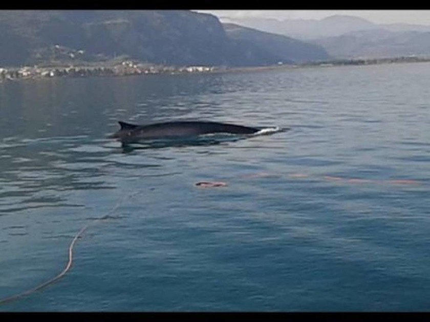 Φάλαινες εμφανίστηκαν στα Καμμένα Βούρλα (Pic)