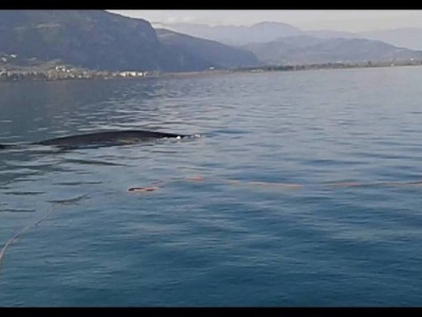 Φάλαινες εμφανίστηκαν στα Καμμένα Βούρλα (Pic)