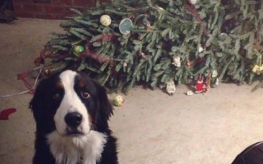 Ποιος έφαγε το δέντρο;