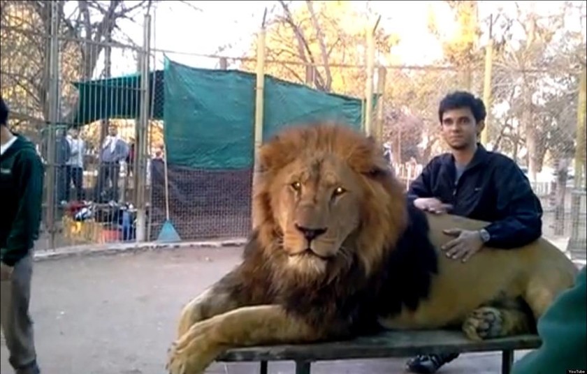 Αργεντινή: Επικίνδυνη μόδα επιτάσσει selfies με λιοντάρια!