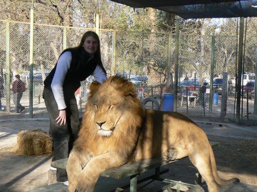 Αργεντινή: Επικίνδυνη μόδα επιτάσσει selfies με λιοντάρια!