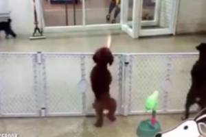 Αξιολάτρευτος σκύλος χορεύει περιμένοντας το αφεντικό του!