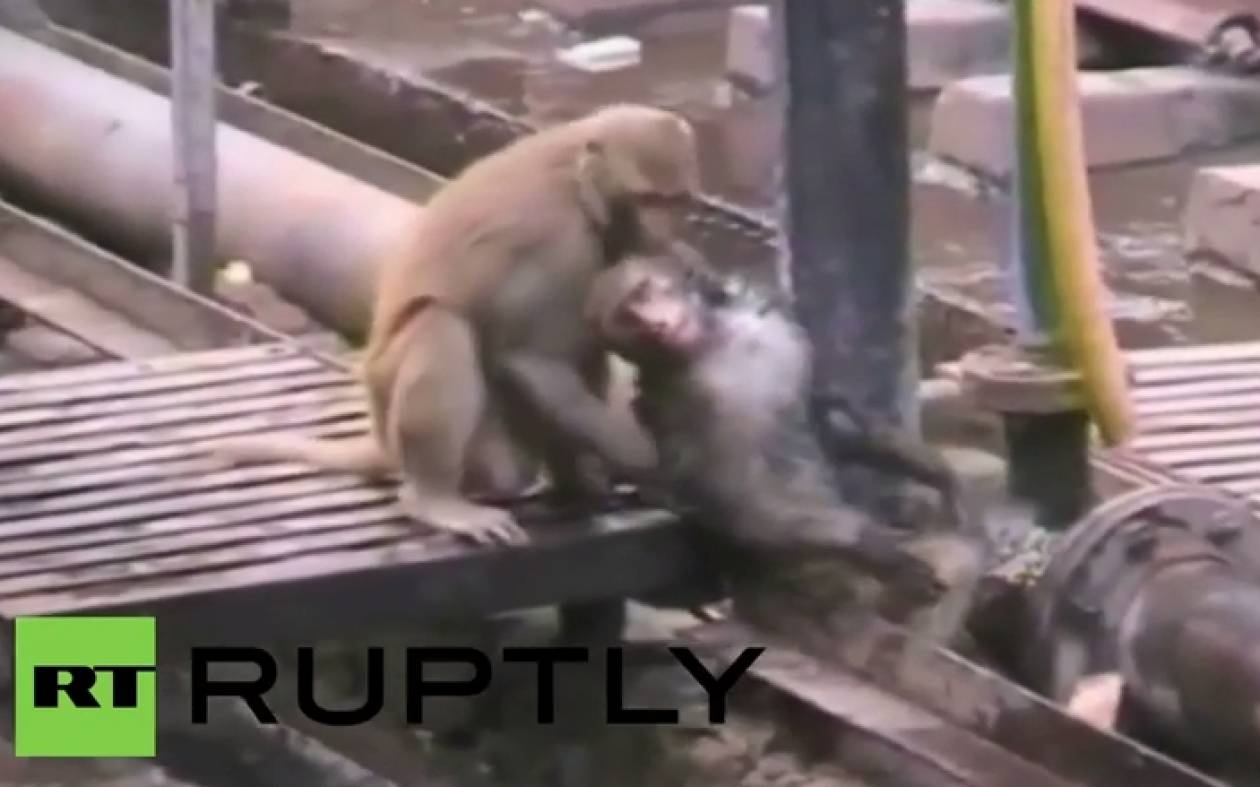 Ινδία: Μαϊμού σώζει… μαϊμού από ηλεκτροπληξία!