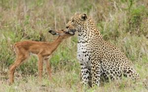 Αντιλόπη αναζητά θαλπωρή από μία λεοπάρδαλη και…