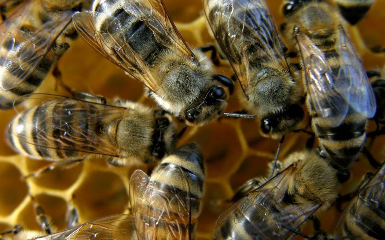 Σάμος: Διανομή μελισσοκομικών φυτών σε δικαιούχους