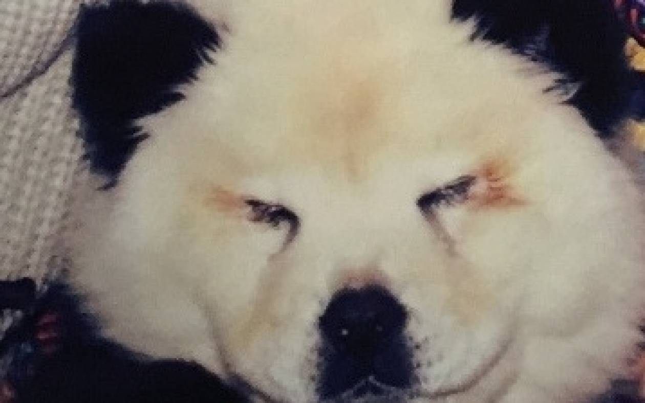 Ιταλία: Σώου με σκυλιά βαμμένα για να μοιάζουν με…panda