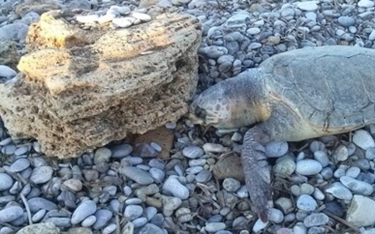 Ηράκλειο: Ξεβράστηκε θαλάσσια χελώνα