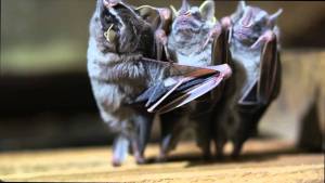 Bat Brothers, οι νυχτερίδες μουσικό τρίο