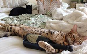 Πλούσιες γάτες ποζάρουν
