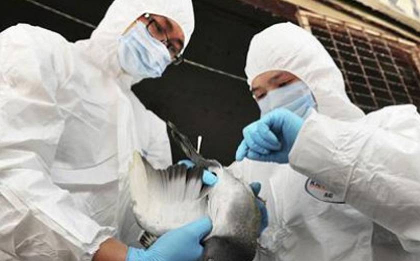 Λιβύη: Τέσσερις νεκροί από τη γρίπη των πτηνών