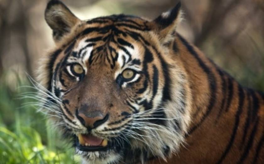 Κινέζος καταδικάστηκε γιατί έτρωγε τίγρεις