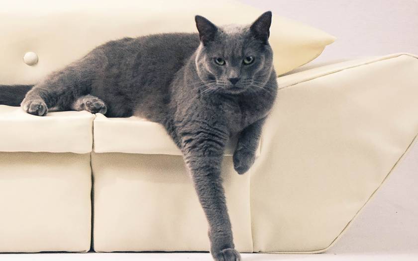 Ενας καναπές για τη γάτα σας