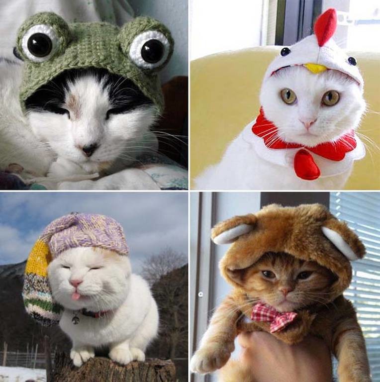 Γάτες που μισούν τη στολή που τους φόρεσαν