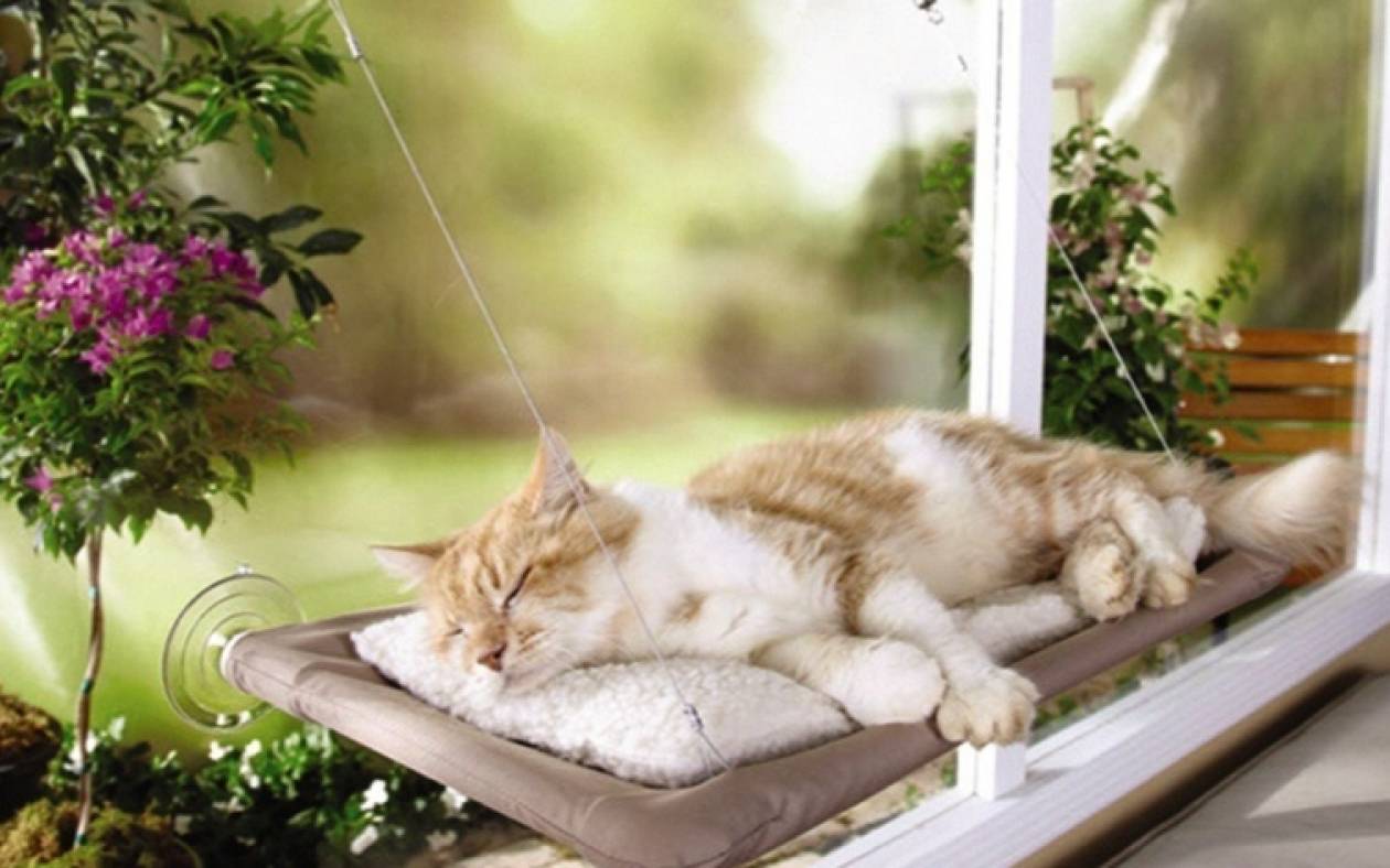 Το τέλειο κρεβάτι γάτας