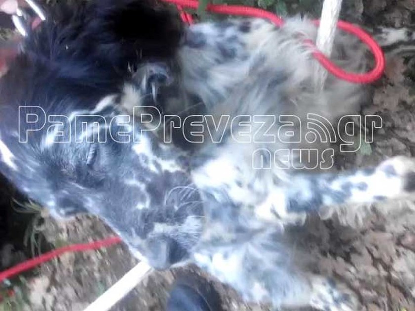 Πυροσβέστες έσωσαν σκύλο που είχε πέσει σε τρύπα 15 μέτρων (Pics&Vid)