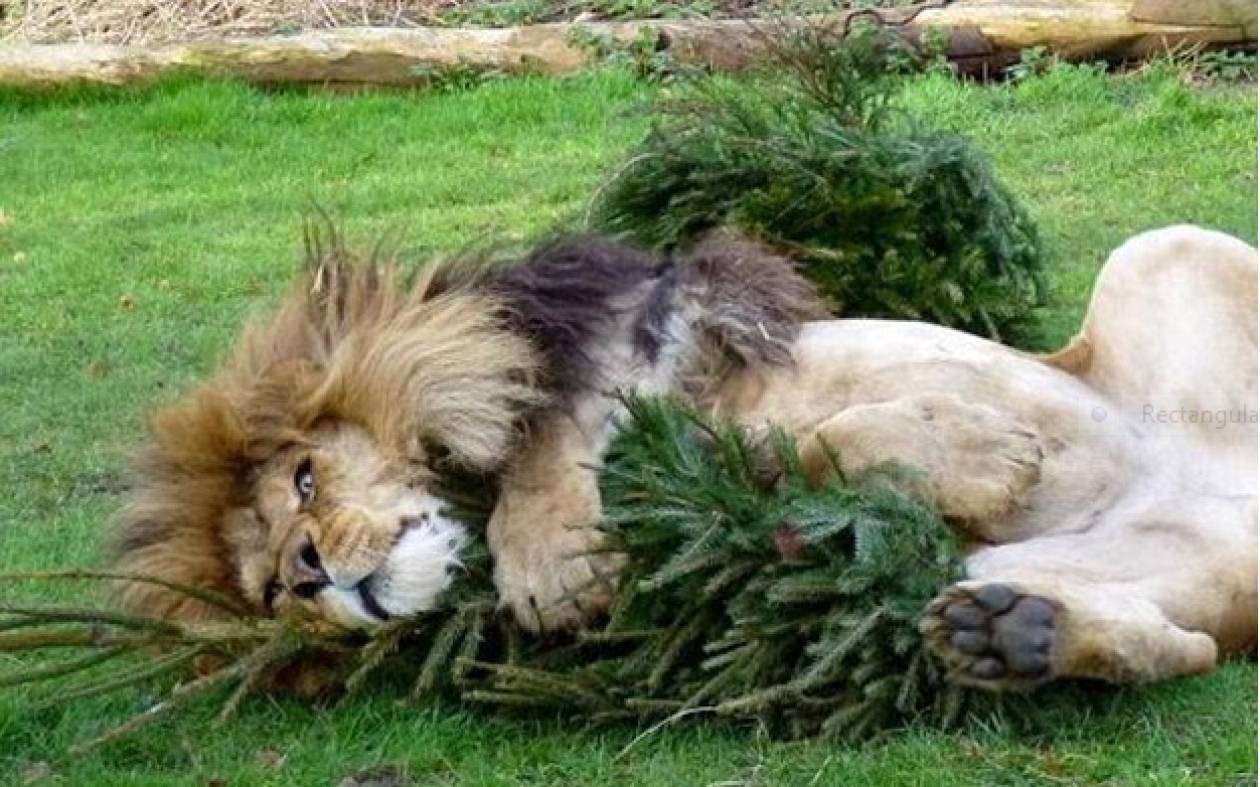 Λιοντάρια-χριστουγεννιάτικα δέντρα: 1-0