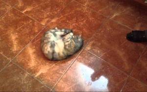 Γάτα που τρελαίνεται μυρίζοντας καλαματιανές ελιές (video)