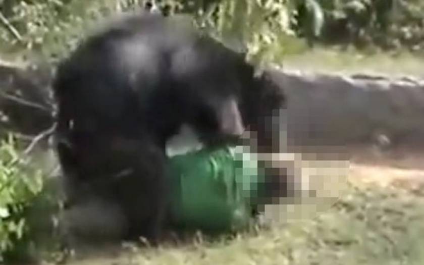 Αρκούδα κατασπάραζε κυνηγό και αυτόπτες μάρτυρες τραβούσαν βίντεο
