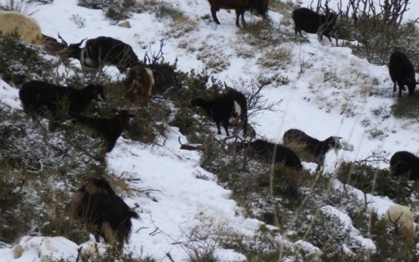 Κρήτη: Εγκλωβισμένοι κτηνοτρόφοι στα χιόνια