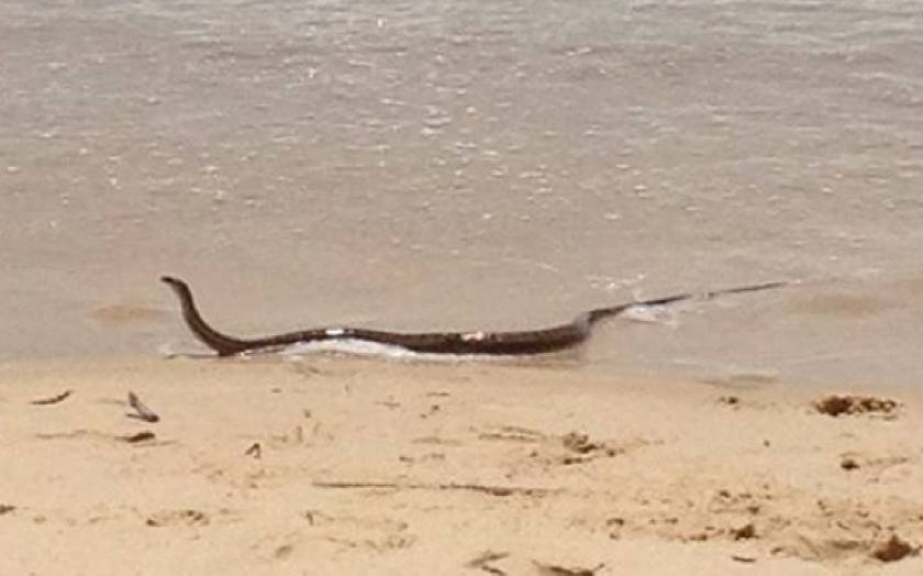 Αυστραλία: Δηλητηριώδες φίδι προκάλεσε πανικό σε λουόμενους