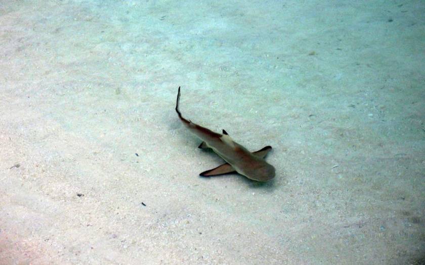 ΚΟΡΥΦΑΙΟ: Μπαμπάς καρχαρίας προς γιο…