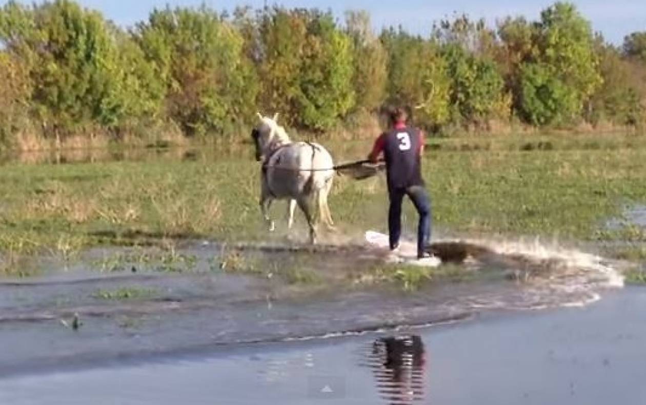 Σερφάροντας στη λίμνη με ένα… άλογο!