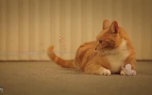 Ο πόλεμος της γάτας με το χαρτί, όπως δεν τον έχετε ξαναδεί (video)