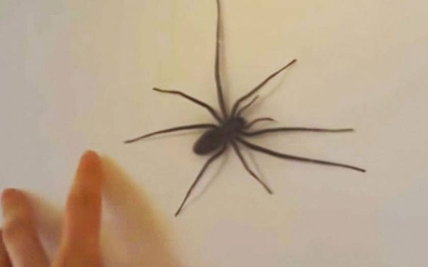 Ο λόγος που δεν πρέπει να αγγίζουμε αράχνες με το χέρι (vid)