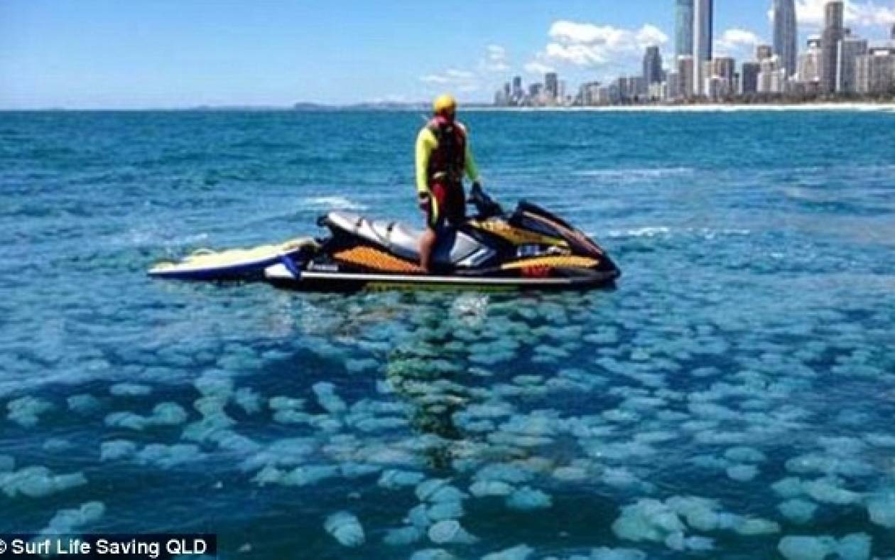 Εκατοντάδες χιλιάδες μπλε μέδουσες σε παραλία της Αυστραλίας (vid & pics)