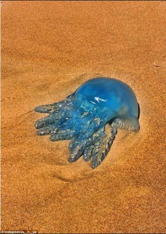 Εκατοντάδες χιλιάδες μπλε μέδουσες σε παραλία της Αυστραλίας (vid & pics)