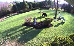 Δυο ατρόμητα bulldogs τα βάζουν με μια μαύρη αρκούδα (Video)