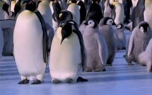 Γκαφατζήδες πιγκουίνοι εν ώρα δράσης (Video)
