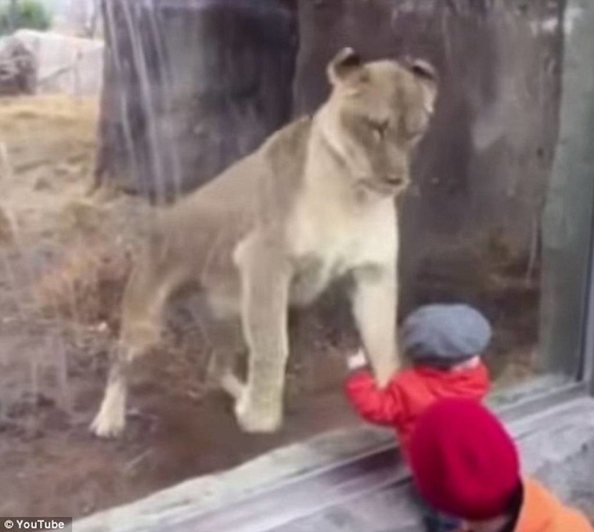 Τέξας: Το λιοντάρι που… ορέγεται τον μικρό θαυμαστή του! (video & pics)