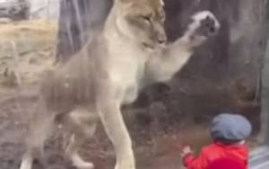 Τέξας: Το λιοντάρι που… ορέγεται τον μικρό θαυμαστή του! (video & pics)