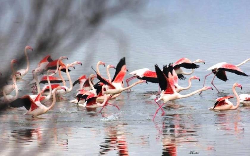 Εντυπωσιακό θέαμα: Τα φλαμίνγκο στη λίμνη Βιστωνίδα (pics)