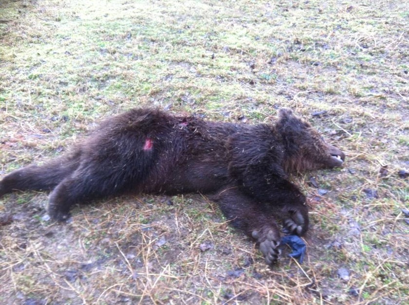 Καστοριά: Νεκρή αρκούδα σε τροχαίο (Pic)