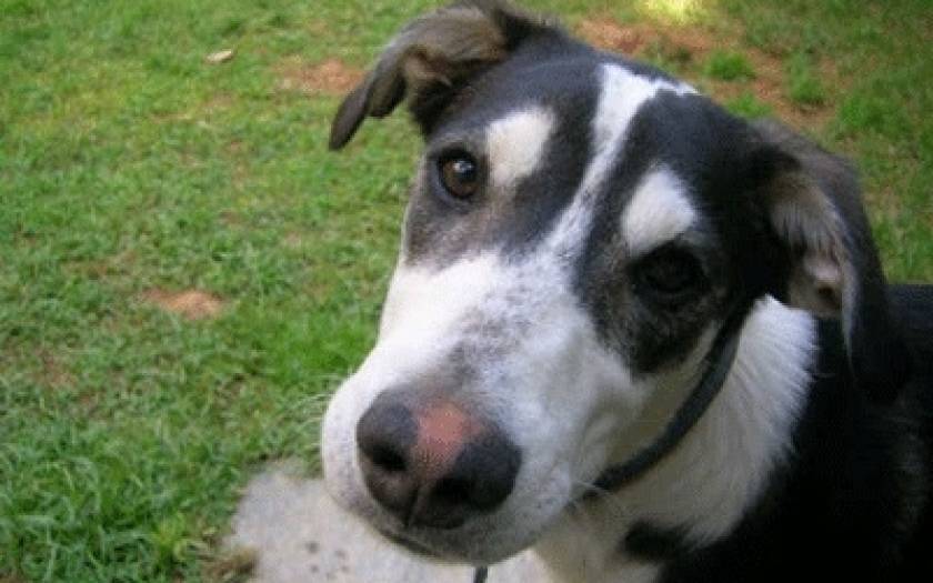 Εύβοια: «Καμπάνα» ύψους 30.000€ για θανάτωση σκύλου