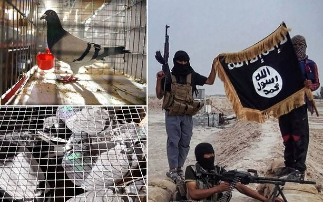 Ισλαμικό Κράτος: Θανάσιμο χόμπυ - Εκτελούνται όσοι εκτρέφουν περιστέρια