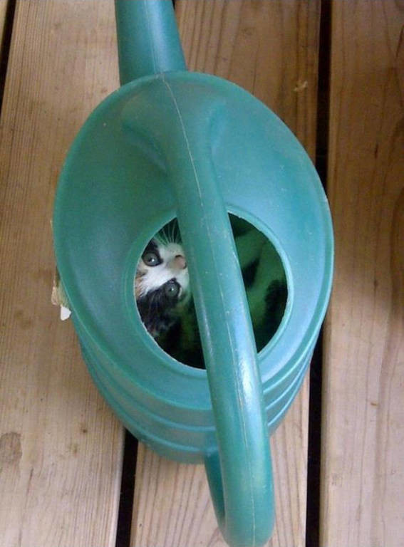 Οι γάτες ξέρουν να κρύβονται (photos)