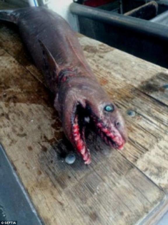 Ψάρεψαν έναν... προϊστορικό καρχαρία-τέρας (photos)