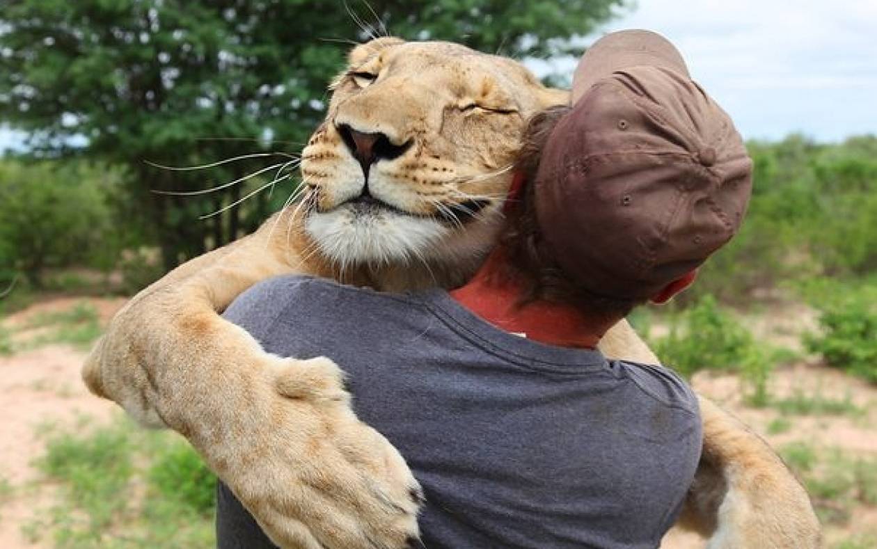 Απίστευτο: Λιονταρίνα αγκαλιάζει τον άνθρωπο που την έσωσε (video)