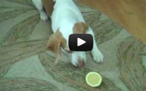 Ξεκαρδιστικό: Σκύλος εναντίον λεμονιού (Video)