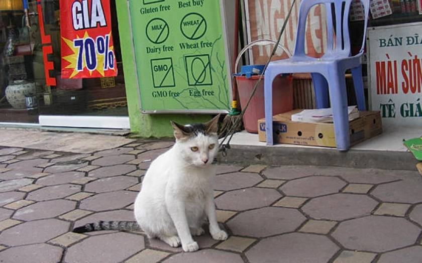 Βιετνάμ: Σώθηκαν χιλιάδες γάτες που προορίζονταν για το… μενού εστιατορίων!