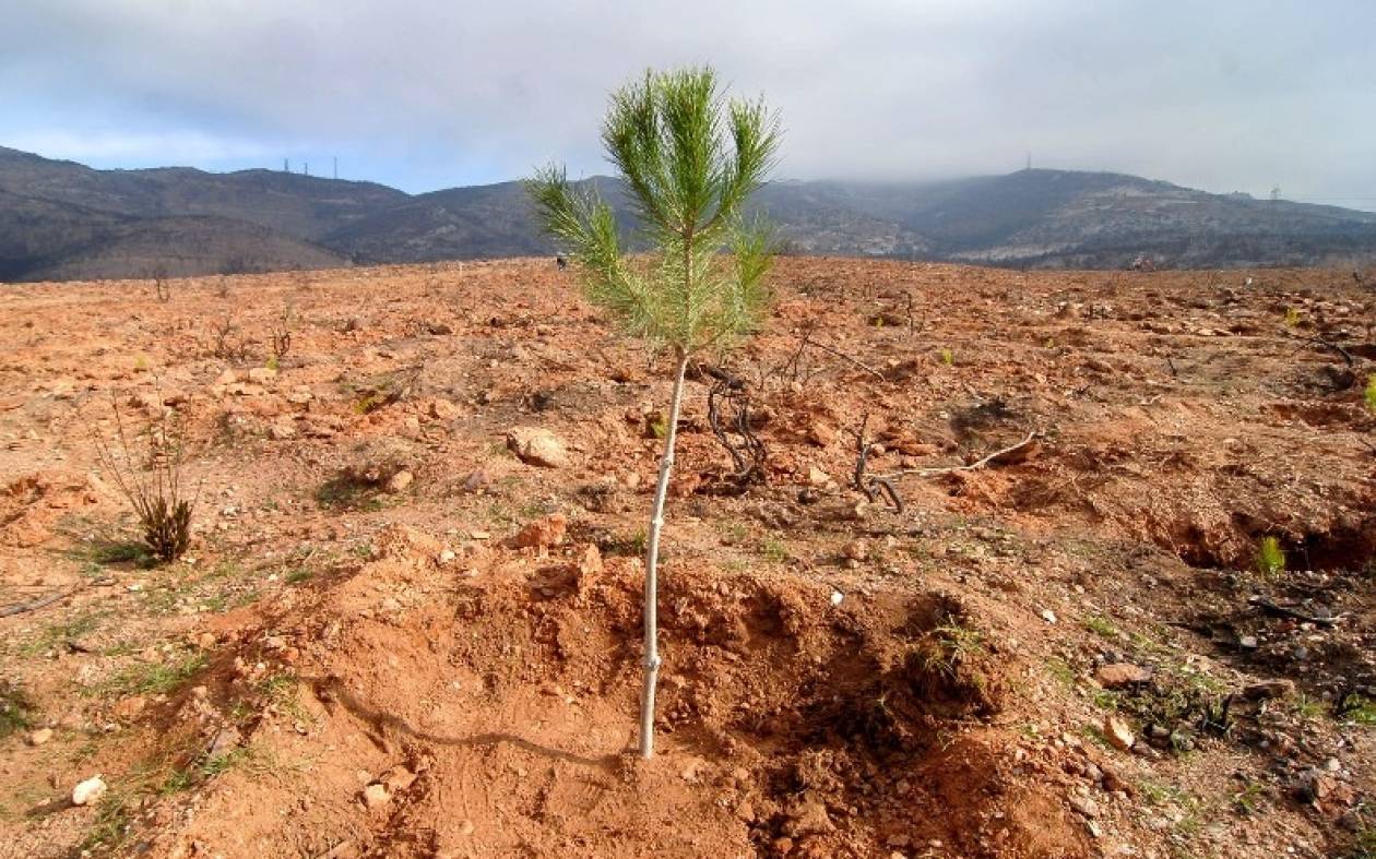 Κύπρος-Αρχίζει η εκστρατεία: «Ένα δέντρο για κάθε παιδί που γεννιέται»
