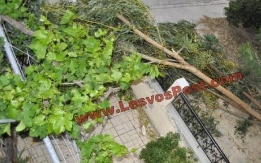 Κακοκαιρία-Λέσβος: Ξεριζώθηκαν δέντρα- «Λίμνη» έγινε ο παραθαλάσσιος δρόμος(vid)
