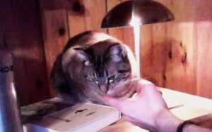 Η γάτα… λαμπατέρ: Πατάς μύτη, ανάβει φως! (video)