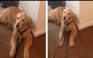 Σκύλος αρνείται να βγει για βόλτα με ξεκαρδιστικό τρόπο (video)